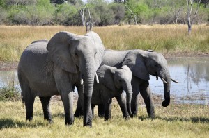 Drei Elefanten an einem Wasserloch...