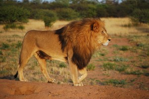 Löwe - Der König der Tiere