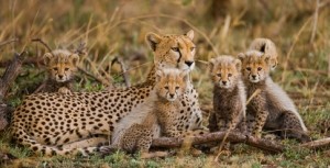 Gepard mit Kindern