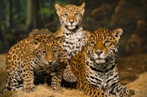 Jaguar mit Kindern